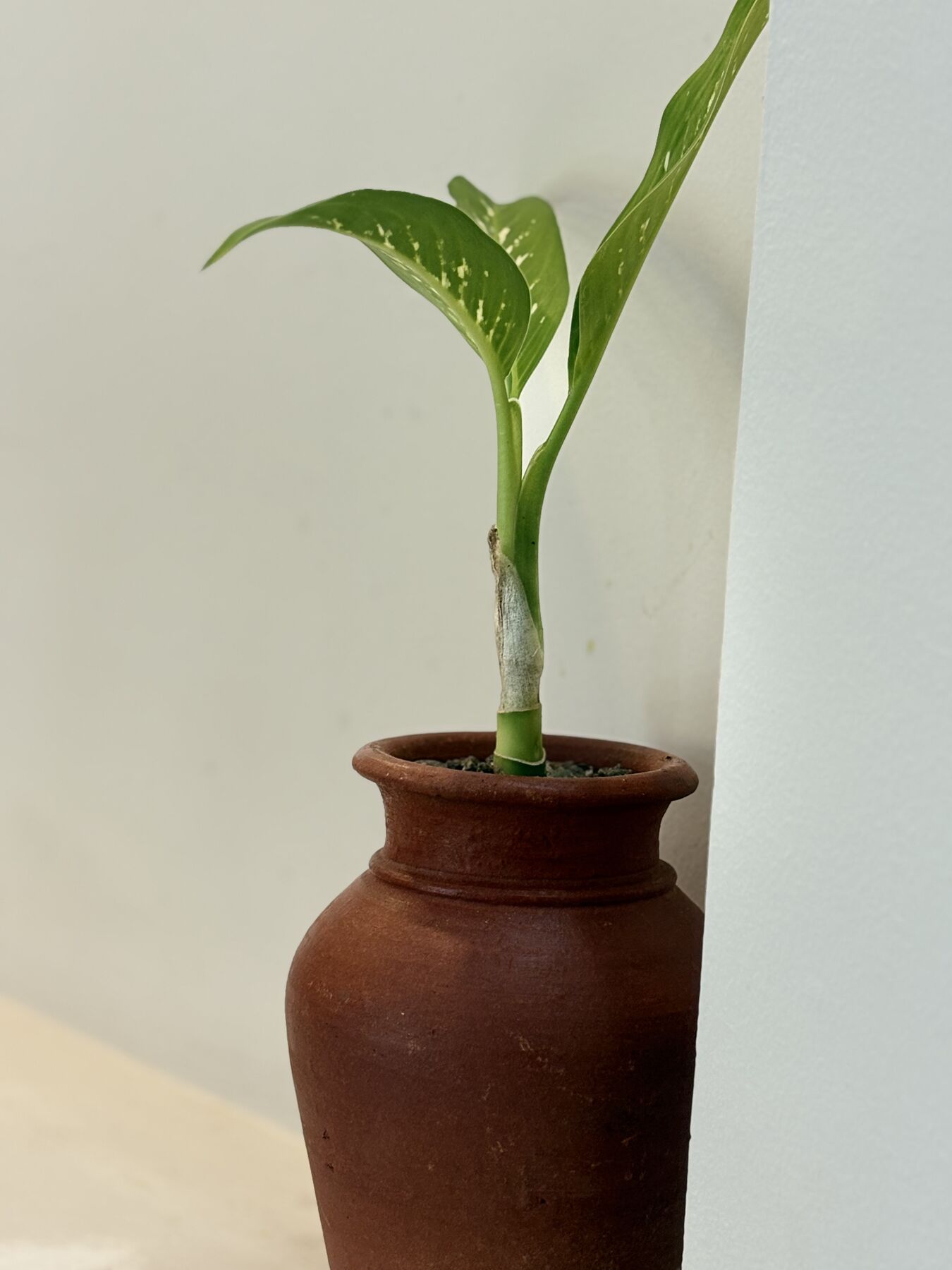 A young green plant in a terracotta pot against a white ZENWAYS wall